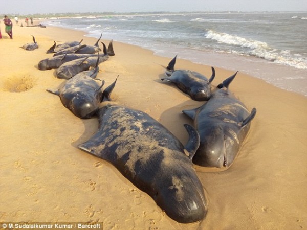 what-caused-80-whales-to-beach-themselves-on-the-indian-coast-mystery