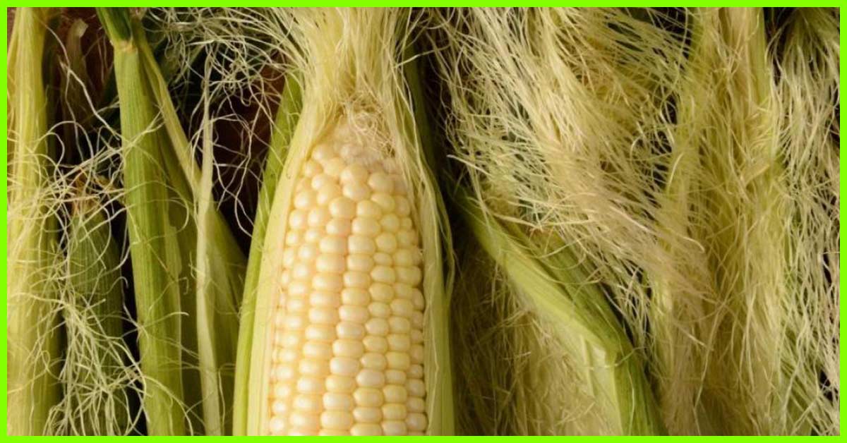 Corn silk hair - wide 7