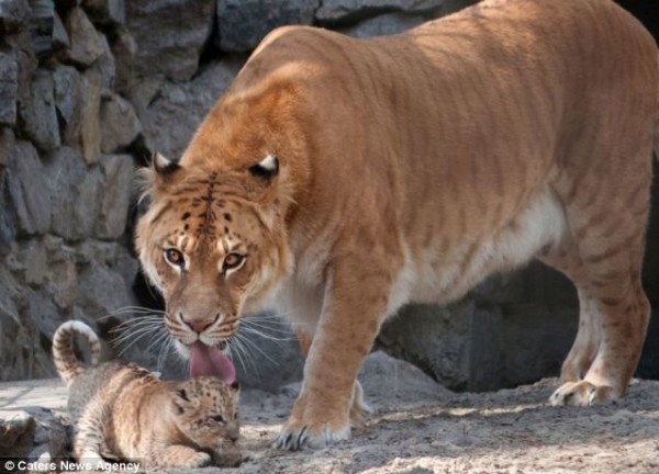 What Do You Get When You Cross A Lion With A Tiger A Liger And These Cute Cubs Will Grow Into 