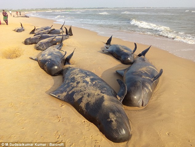What caused 80 whales to beach themselves on the Indian coast? Mystery as  dozens of the animals kill themselves… with some returning to die after  locals dragged them back into the sea |