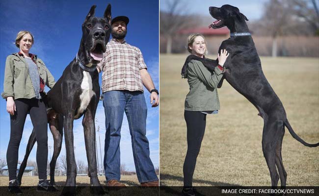 This 7-Feet-Tall Great Dane May Just be the World’s Tallest Dog ...