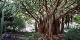 In Solomon Island of Pacific