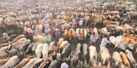 Cattle Slaughter back Government rolls back the decision